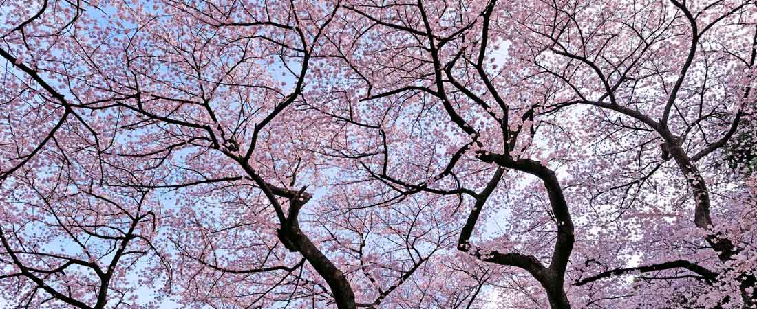 Les Cerisiers en fleur