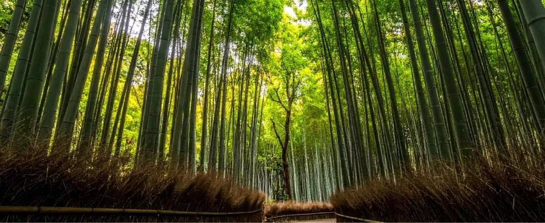 Luxe, calme et volupté au Japon - 11 jours