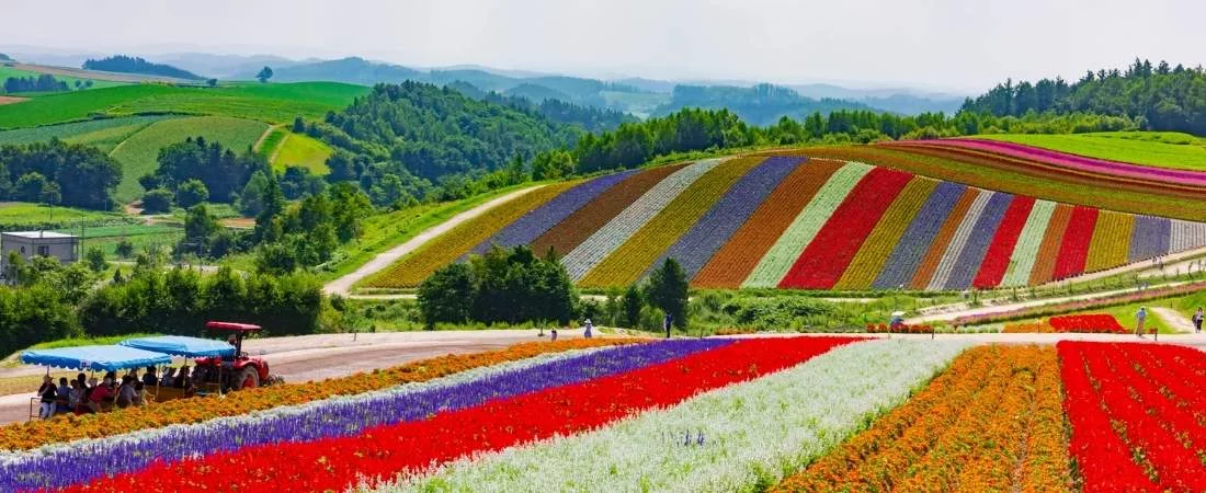FURANO & BIEI