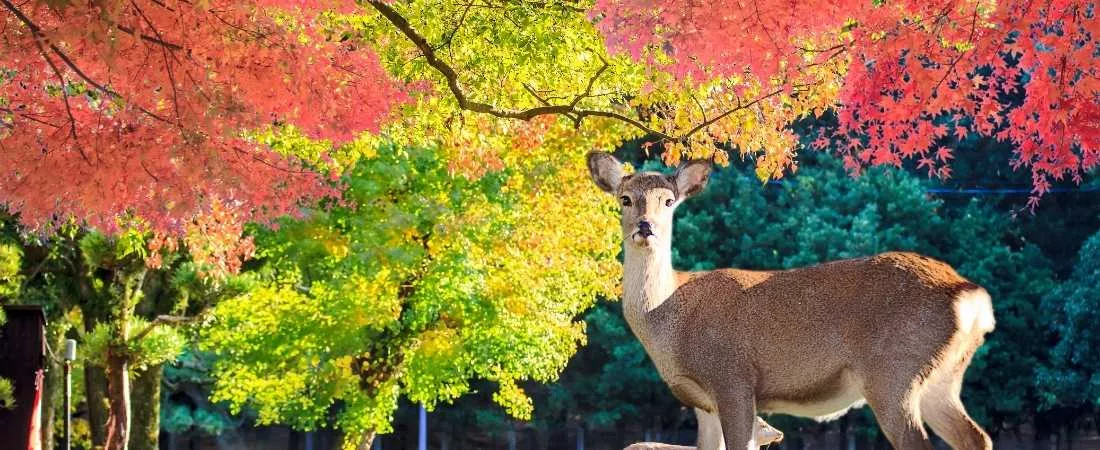 Ma tribu au Japon - 11 jours