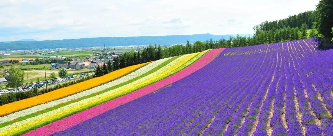 FURANO & BIEI