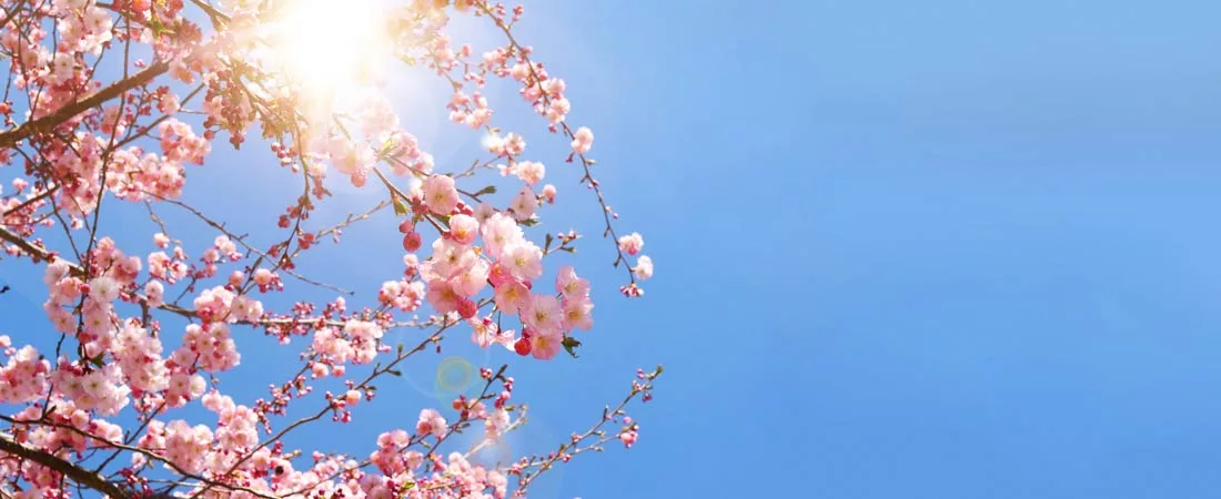 CERISIERS EN FLEURS