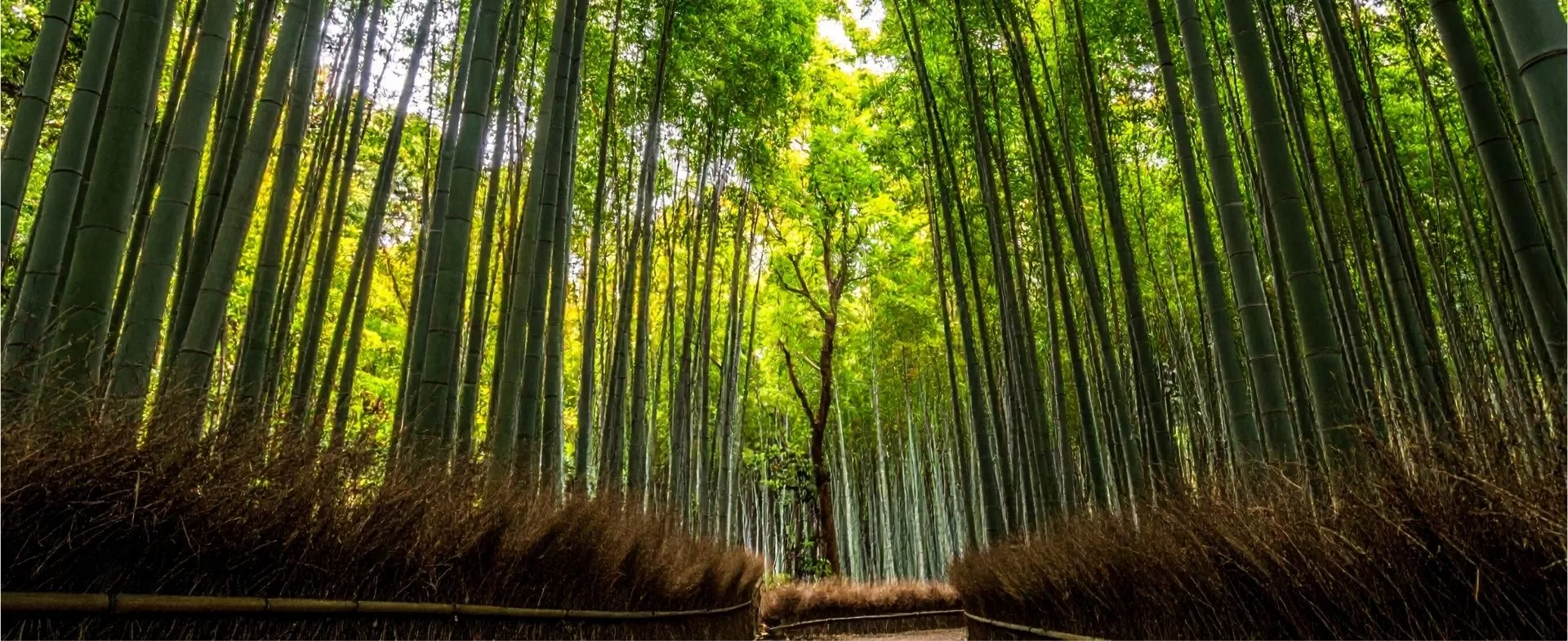 Luxe, calme et volupté au Japon
